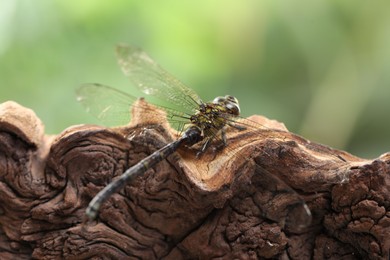 Photo of Beautiful dragonfly on snag against blurred green background, macro view