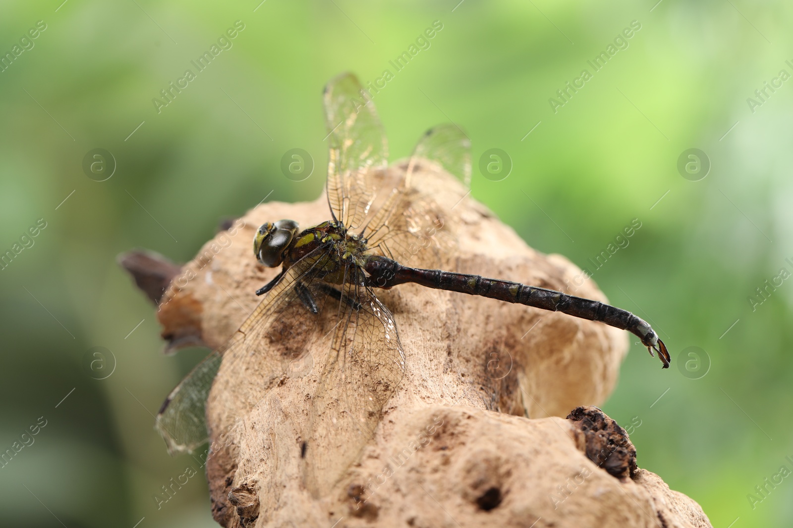 Photo of Beautiful dragonfly on snag against blurred green background, macro view