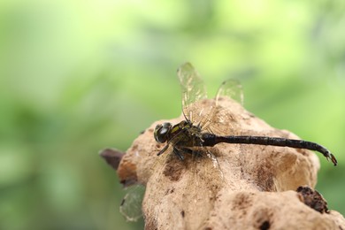 Photo of Beautiful dragonfly on snag against blurred green background, macro view. Space for text