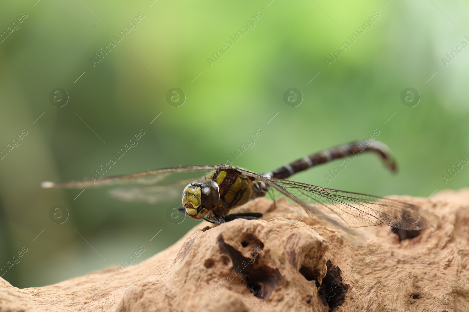 Photo of Beautiful dragonfly on snag against blurred green background, macro view