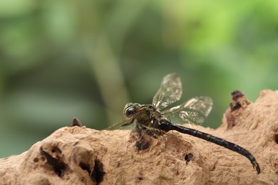 Photo of Beautiful dragonfly on snag against blurred green background, macro view