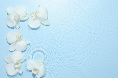 Beautiful orchid flowers in water on light blue background, flat lay. Space for text