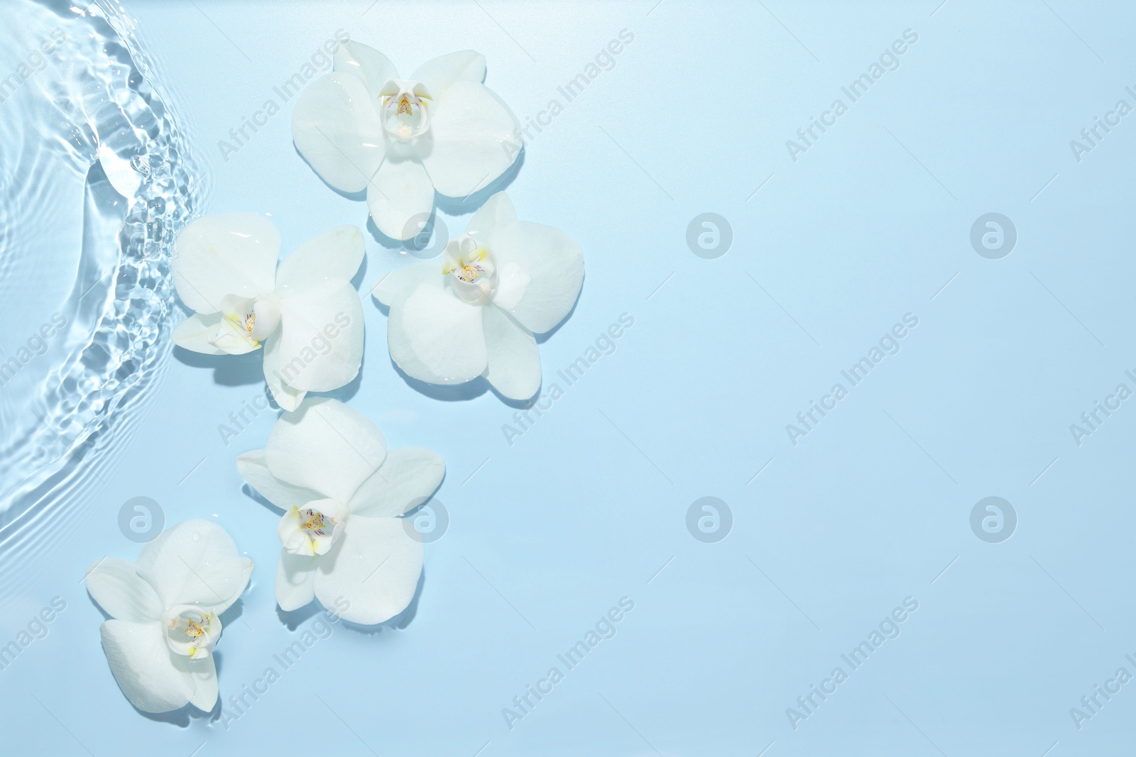 Photo of Beautiful orchid flowers in water on light blue background, flat lay. Space for text