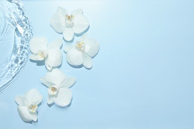 Photo of Beautiful orchid flowers in water on light blue background, flat lay. Space for text