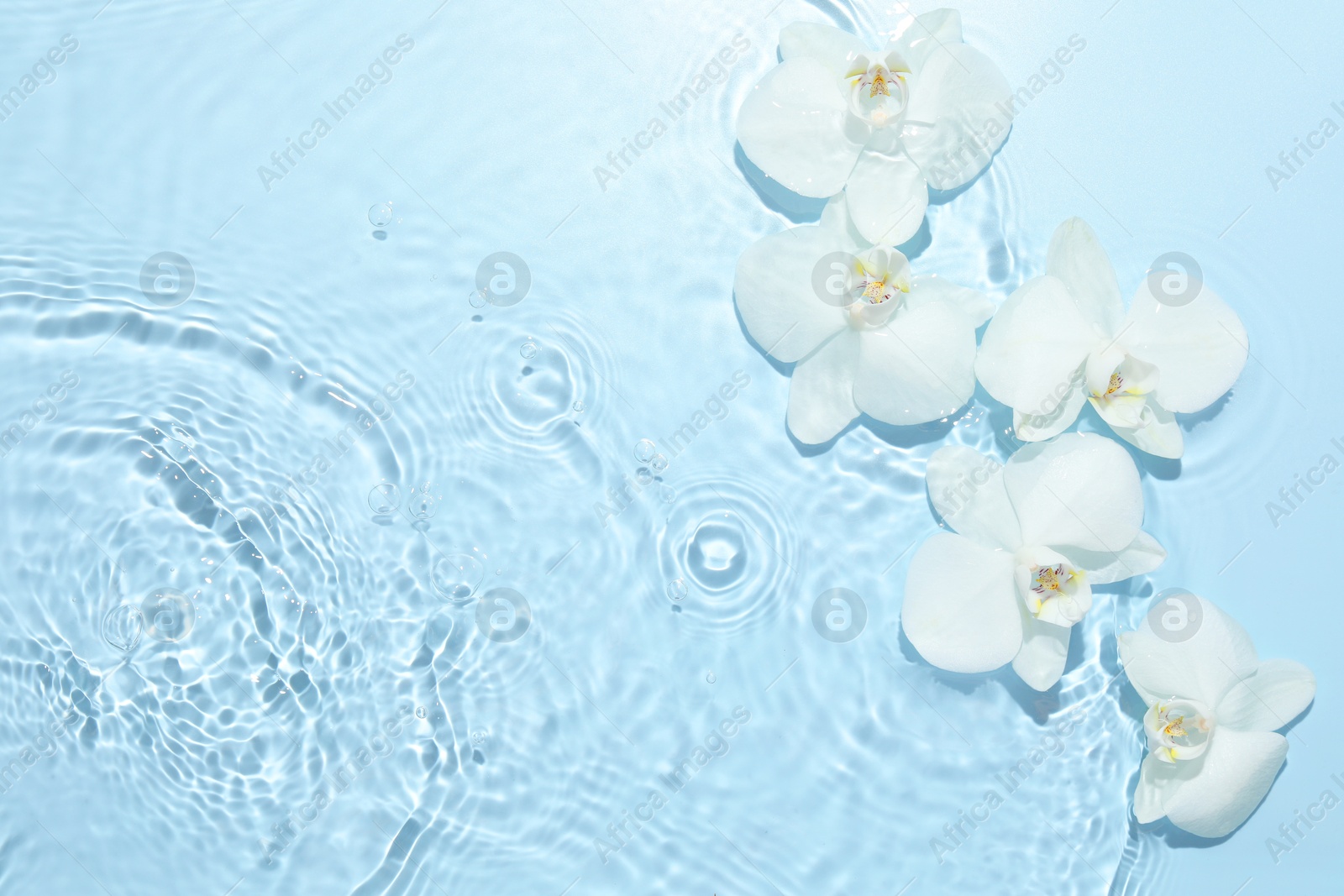 Photo of Beautiful orchid flowers in water on light blue background, flat lay. Space for text