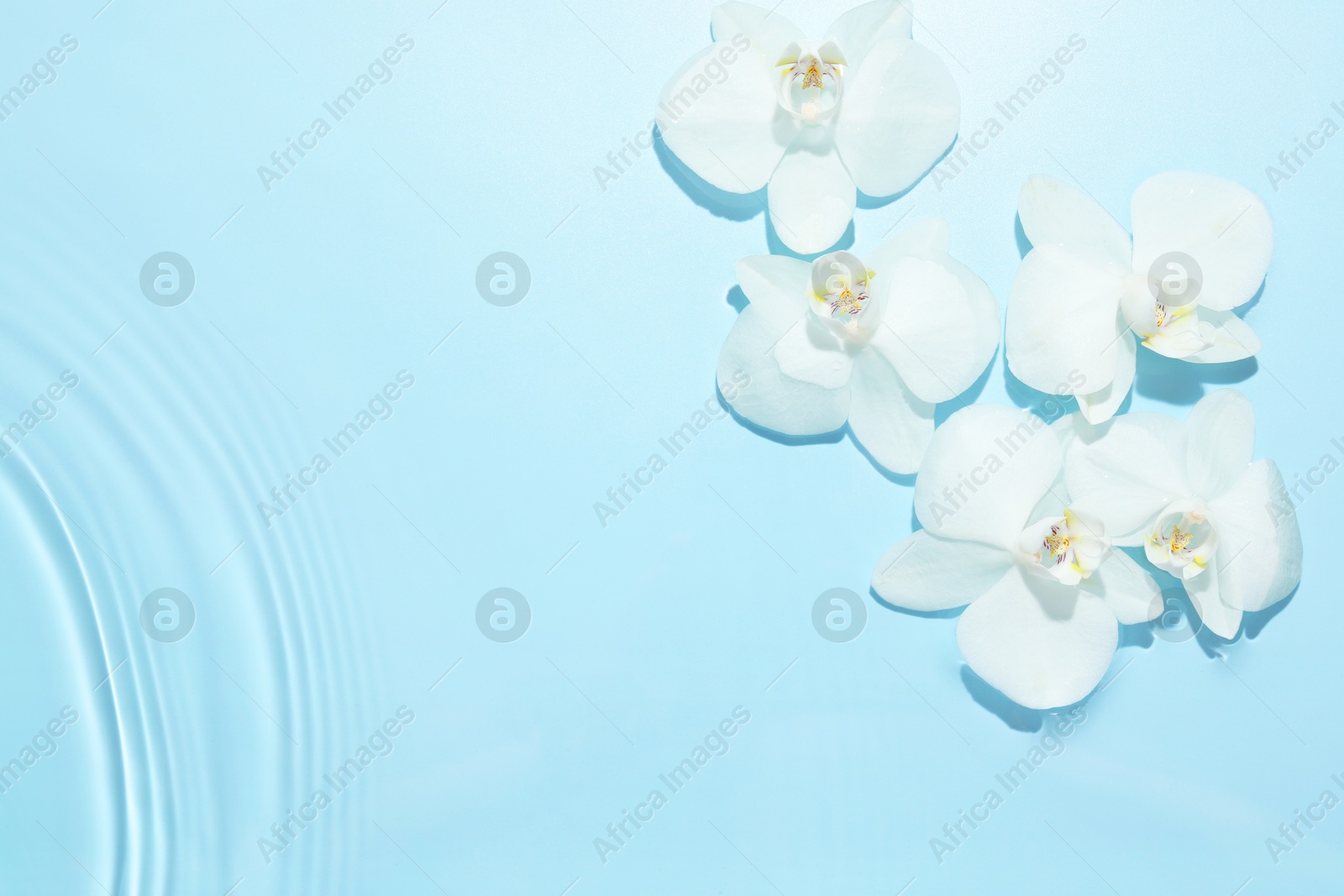 Photo of Beautiful orchid flowers in water on light blue background, flat lay. Space for text