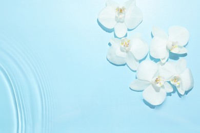 Photo of Beautiful orchid flowers in water on light blue background, flat lay. Space for text