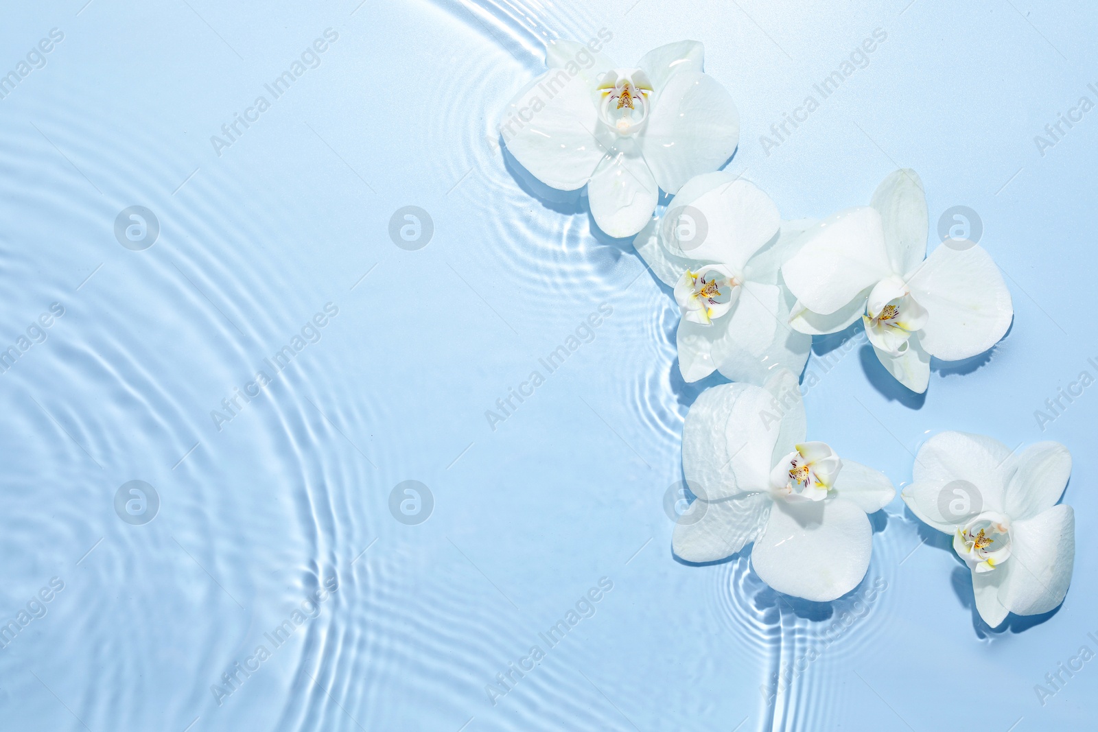 Photo of Beautiful orchid flowers in water on light blue background, flat lay. Space for text