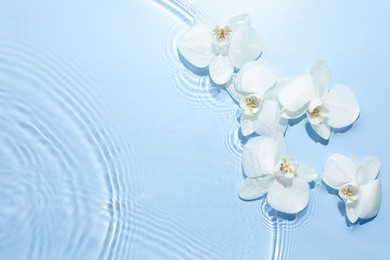 Photo of Beautiful orchid flowers in water on light blue background, flat lay. Space for text