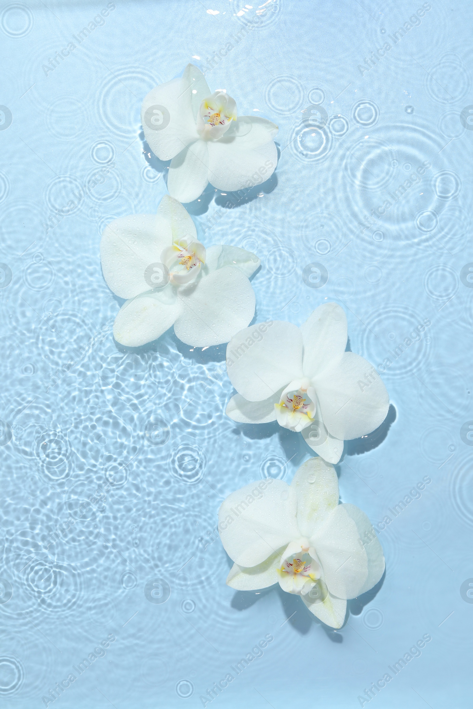 Photo of Beautiful orchid flowers in water on light blue background, flat lay