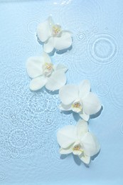 Beautiful orchid flowers in water on light blue background, flat lay