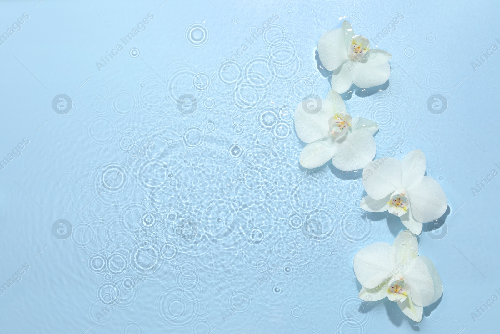 Photo of Beautiful orchid flowers in water on light blue background, flat lay. Space for text