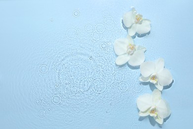 Beautiful orchid flowers in water on light blue background, flat lay. Space for text