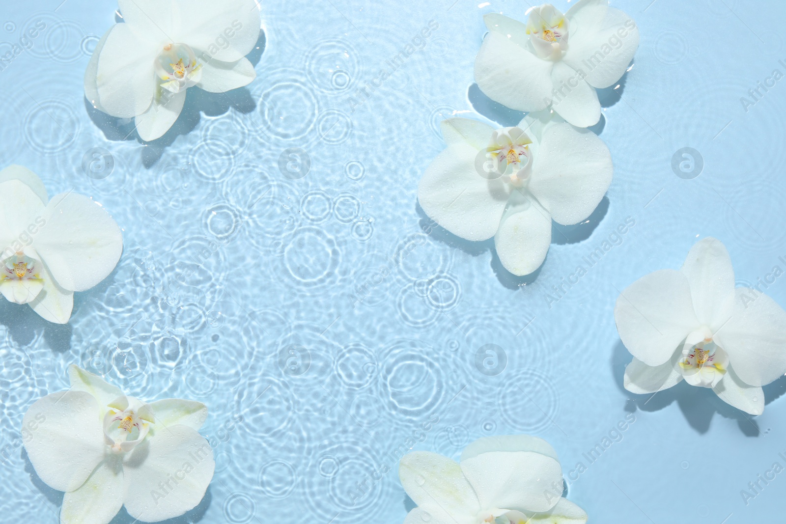 Photo of Beautiful orchid flowers in water on light blue background, flat lay. Space for text