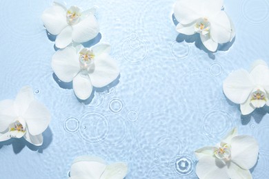 Photo of Beautiful orchid flowers in water on light blue background, flat lay. Space for text