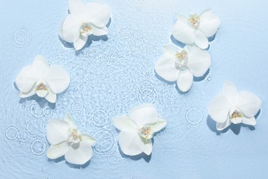 Photo of Beautiful orchid flowers in water on light blue background, flat lay