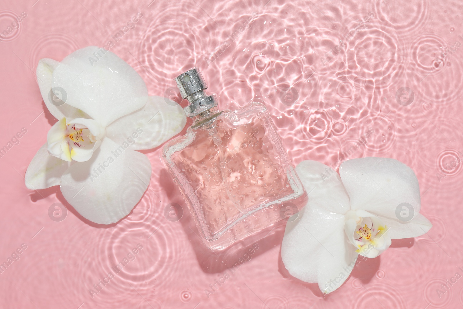 Photo of Beautiful orchid flowers and bottle of perfume in water on pink background, flat lay