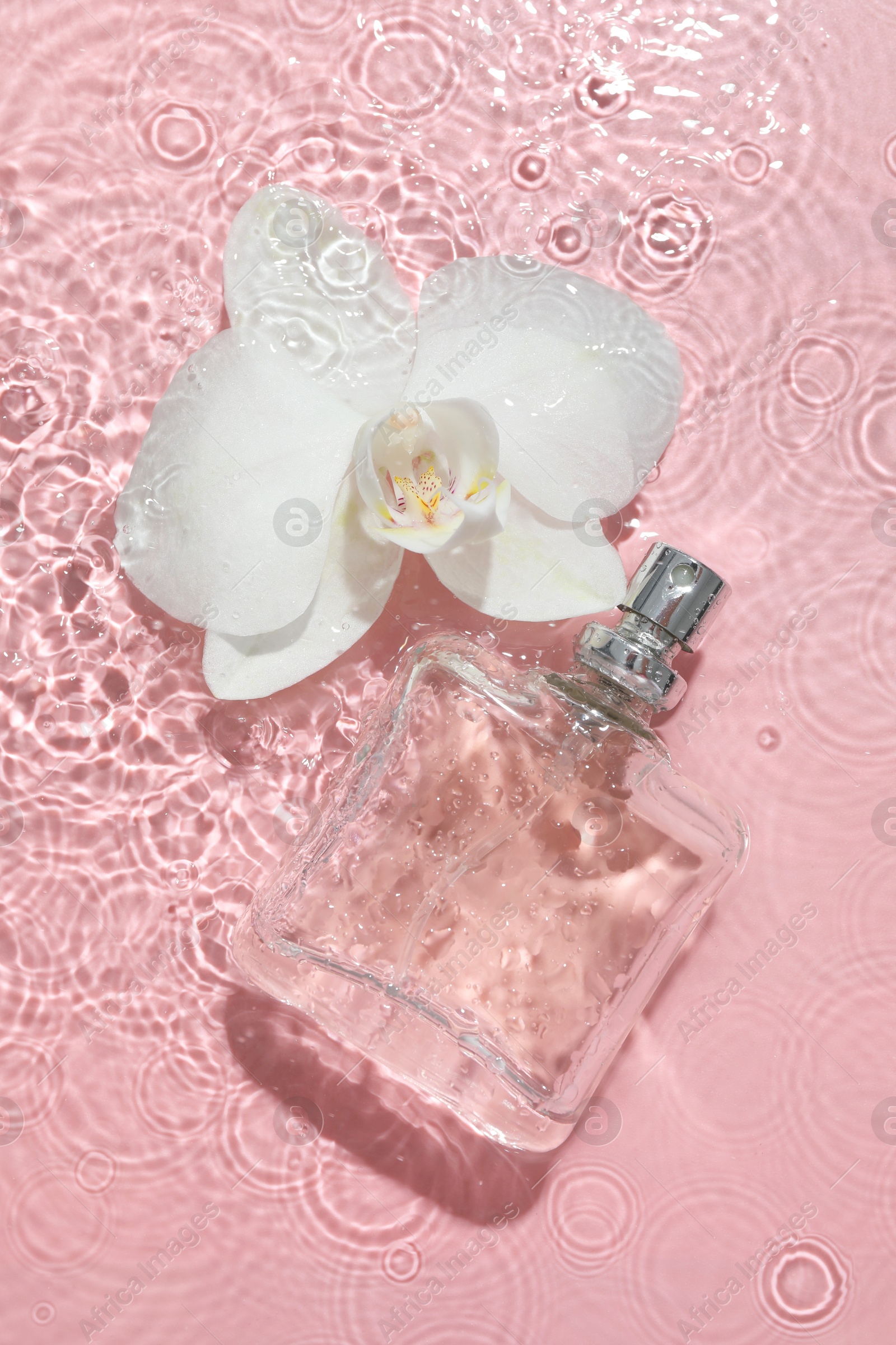 Photo of Beautiful orchid flower and bottle of perfume in water on pink background, flat lay