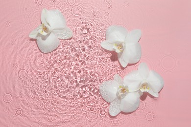 Photo of Beautiful orchid flowers in water on pink background, flat lay