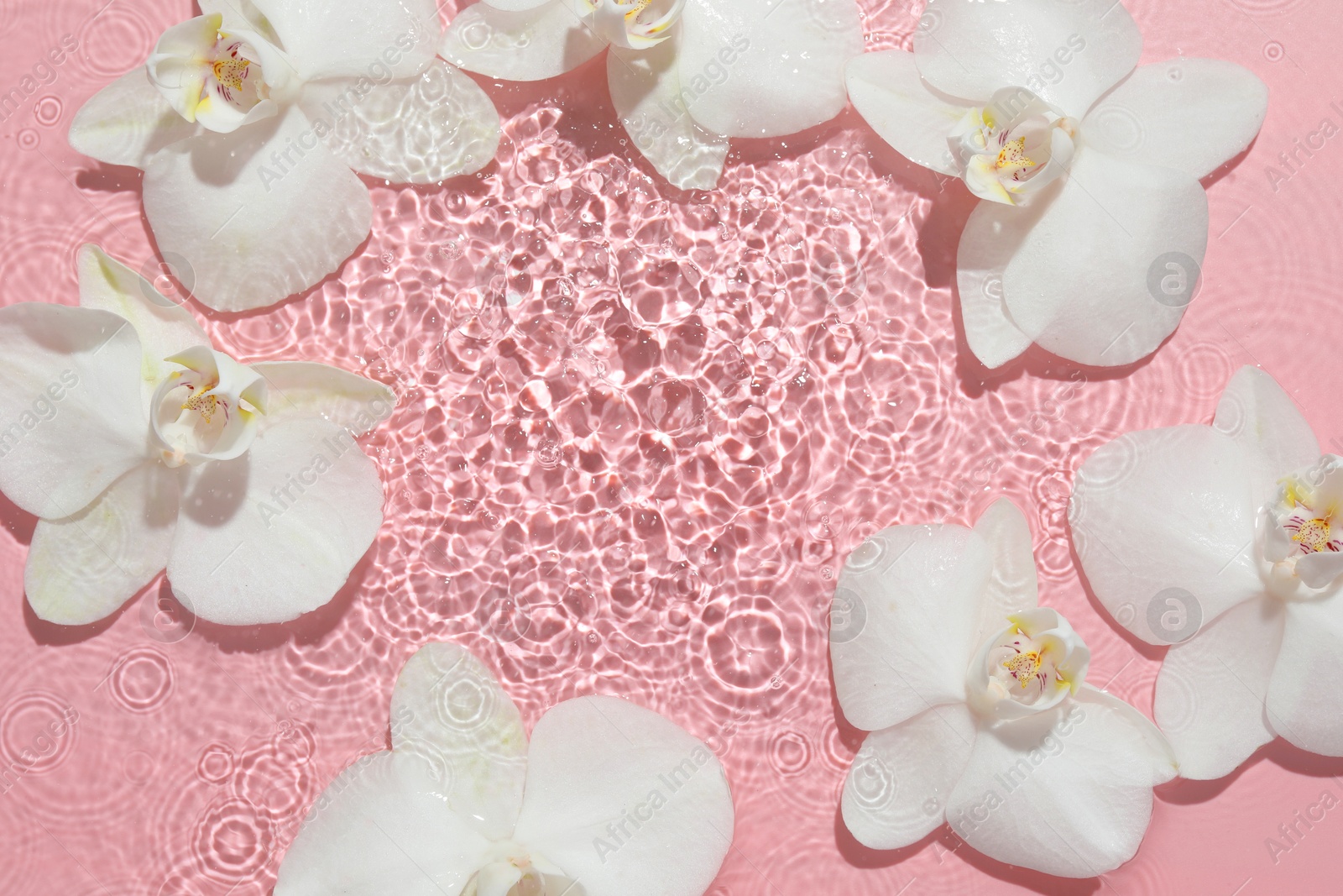 Photo of Beautiful orchid flowers in water on pink background, flat lay