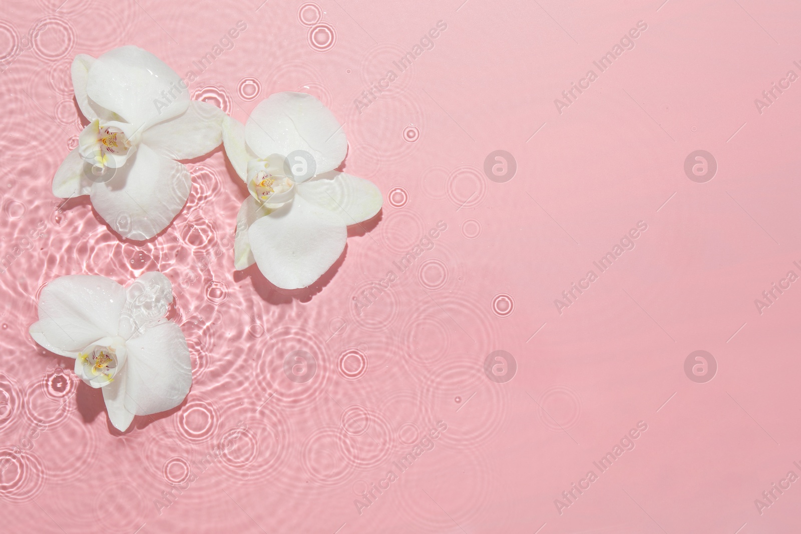 Photo of Beautiful orchid flowers in water on pink background, flat lay. Space for text