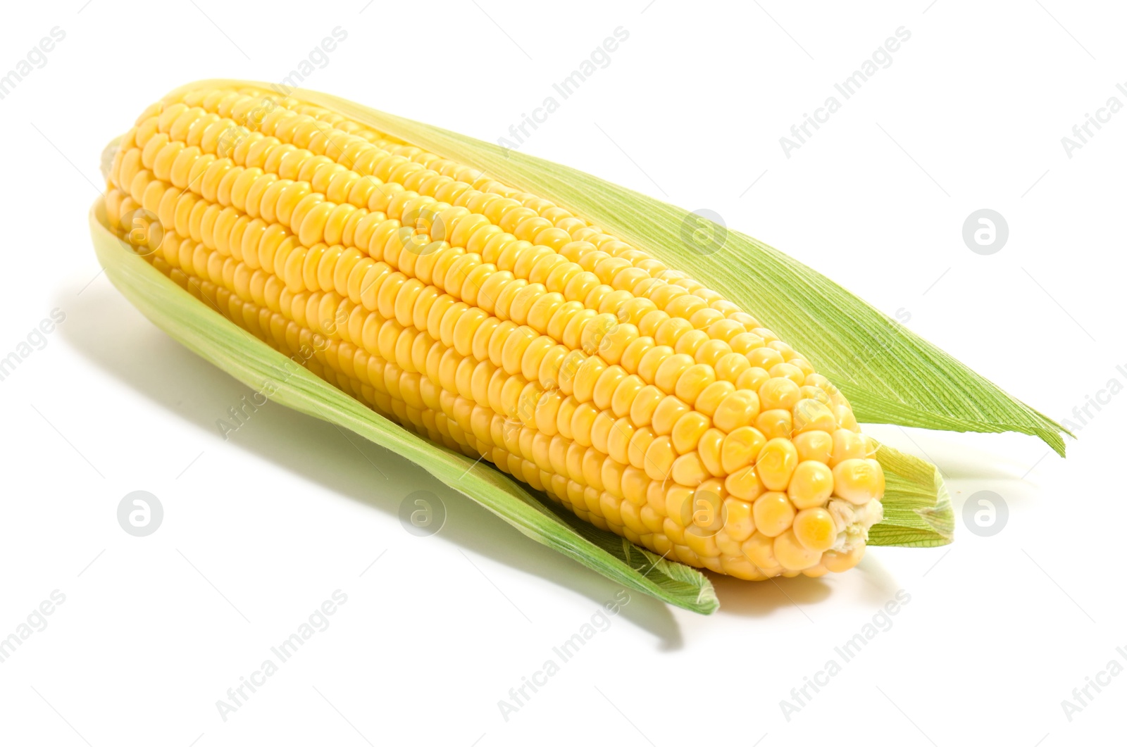 Photo of Corncob with green husks isolated on white