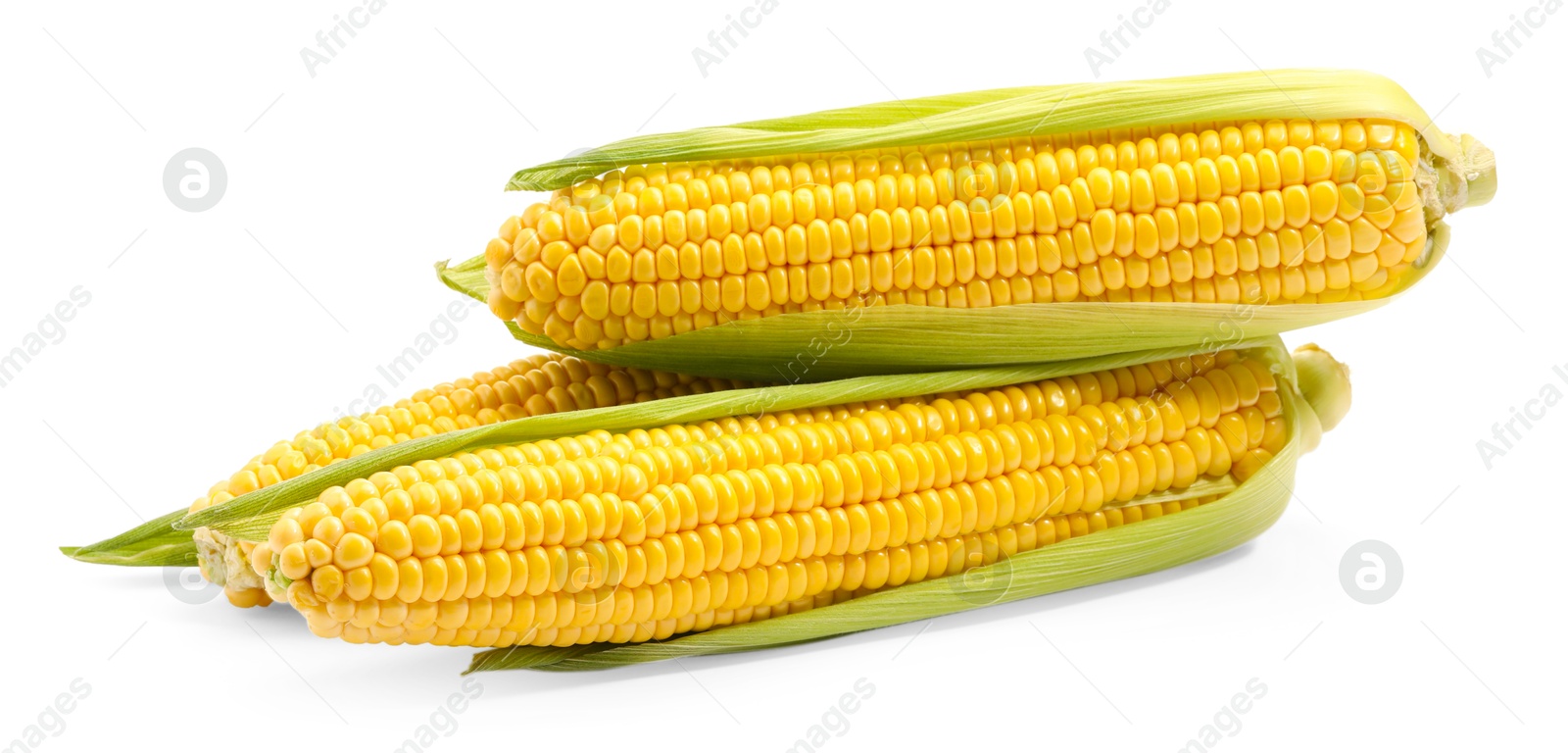 Photo of Corncobs with green husks isolated on white