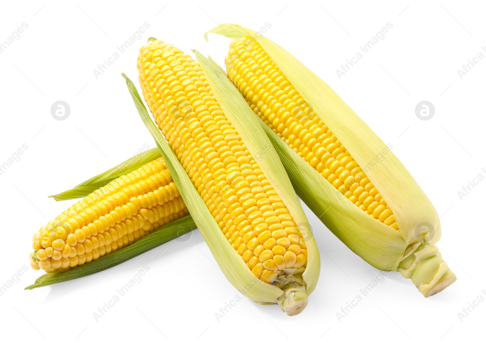 Photo of Corncobs with green husks isolated on white