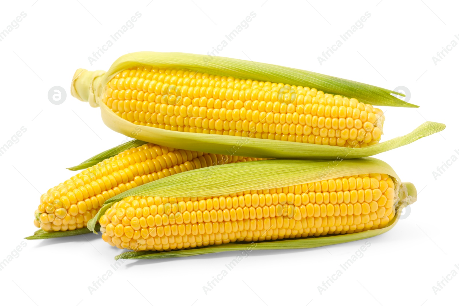 Photo of Corncobs with green husks isolated on white