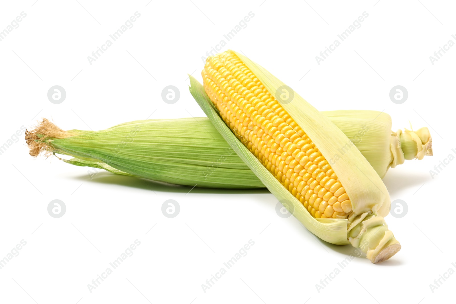 Photo of Corncobs with green husks isolated on white