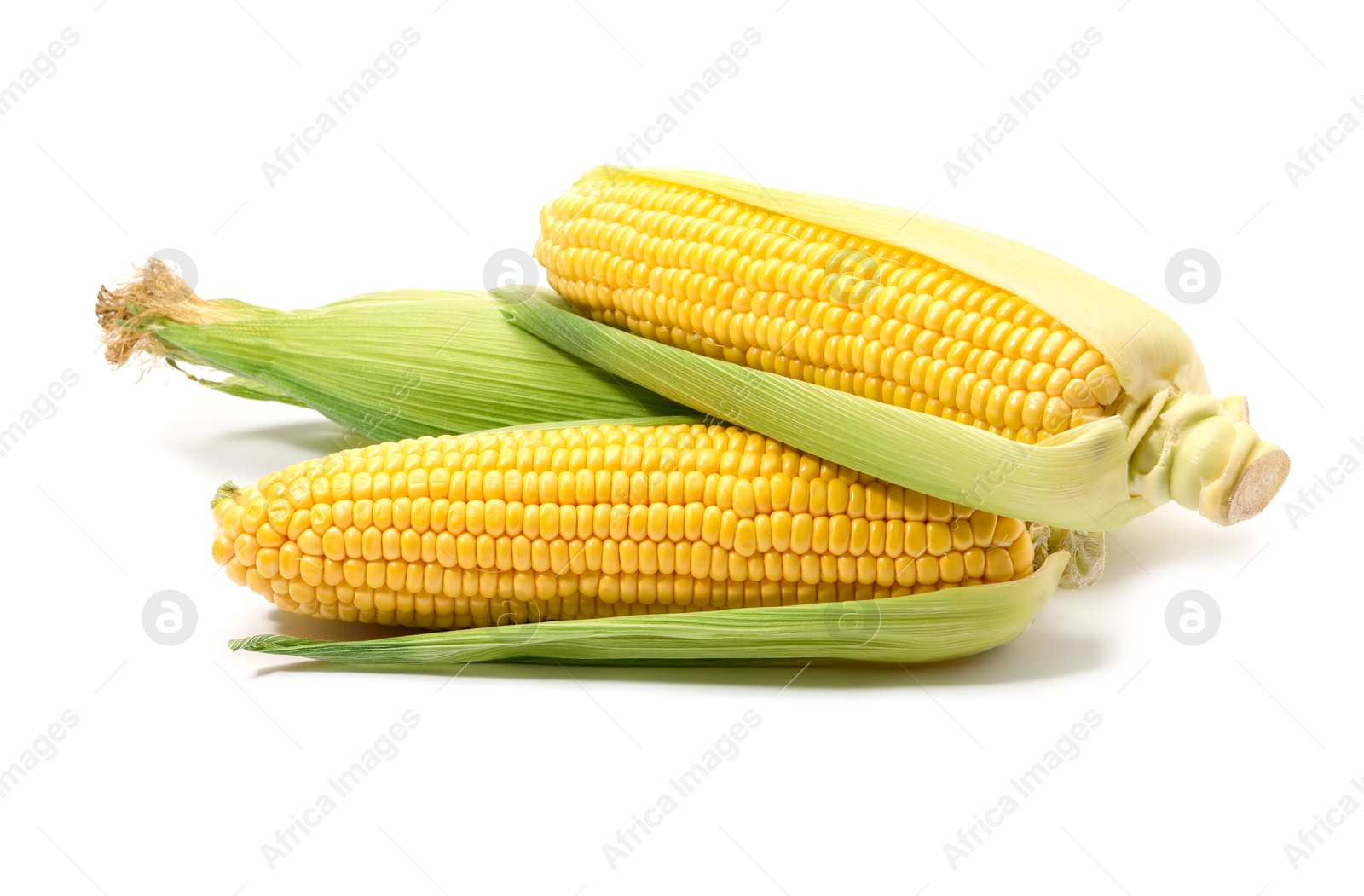 Photo of Corncobs with green husks isolated on white