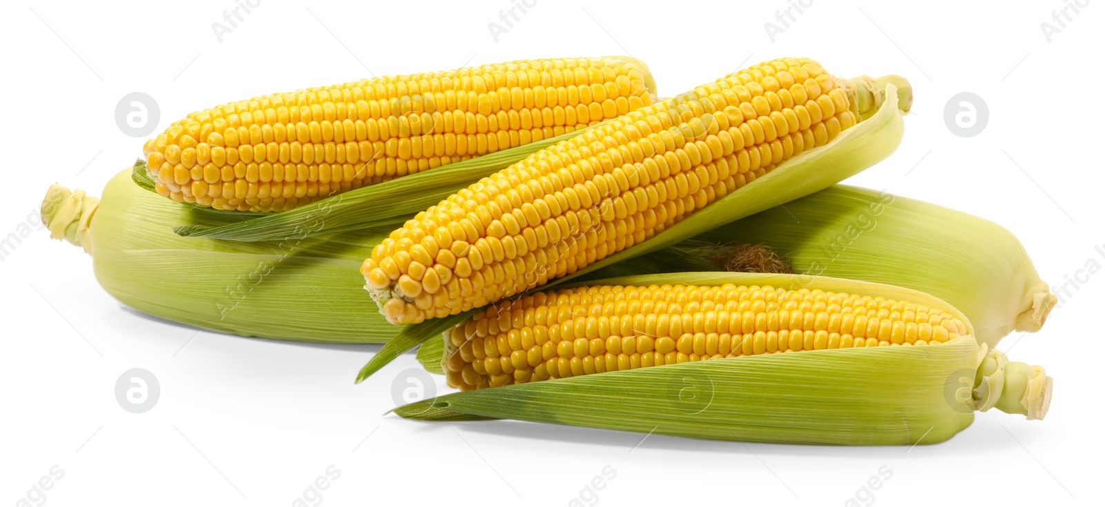 Photo of Corncobs with green husks isolated on white