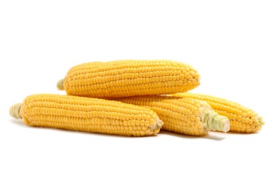 Many fresh ripe corncobs isolated on white