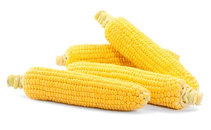 Photo of Many fresh ripe corncobs isolated on white