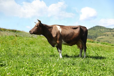 Beautiful cow grazing outdoors on sunny day