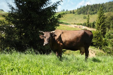 Photo of Beautiful cow grazing outdoors on sunny day