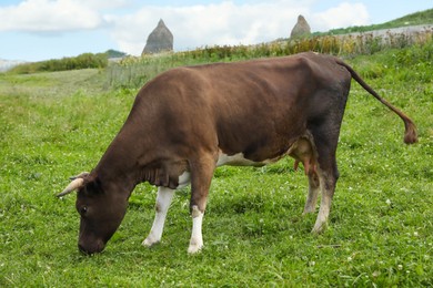 Beautiful cow grazing on green grass outdoors