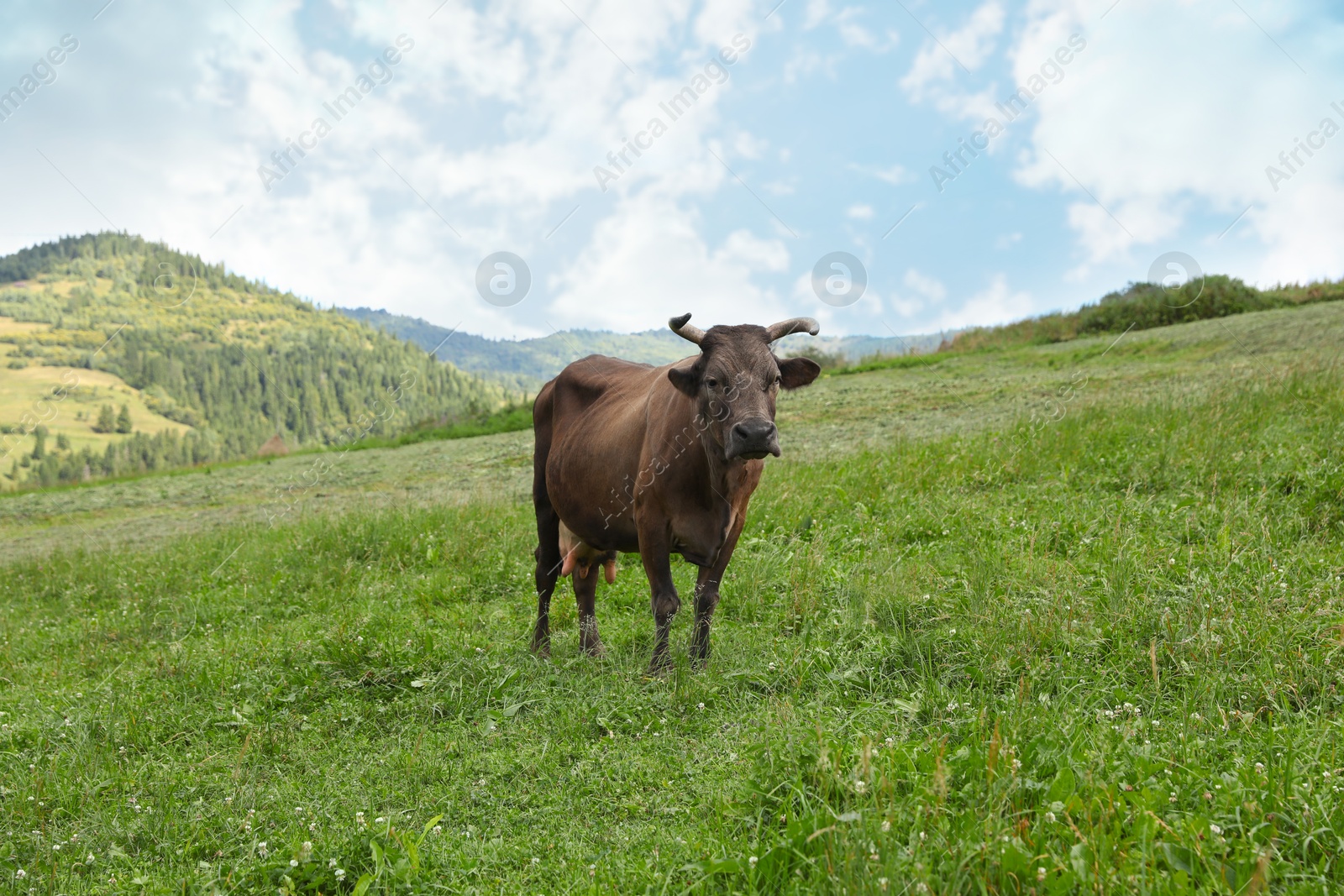 Photo of Beautiful cow grazing on green grass outdoors