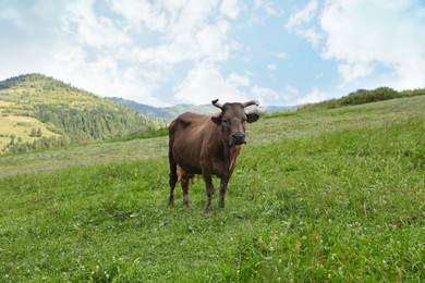 Beautiful cow grazing on green grass outdoors