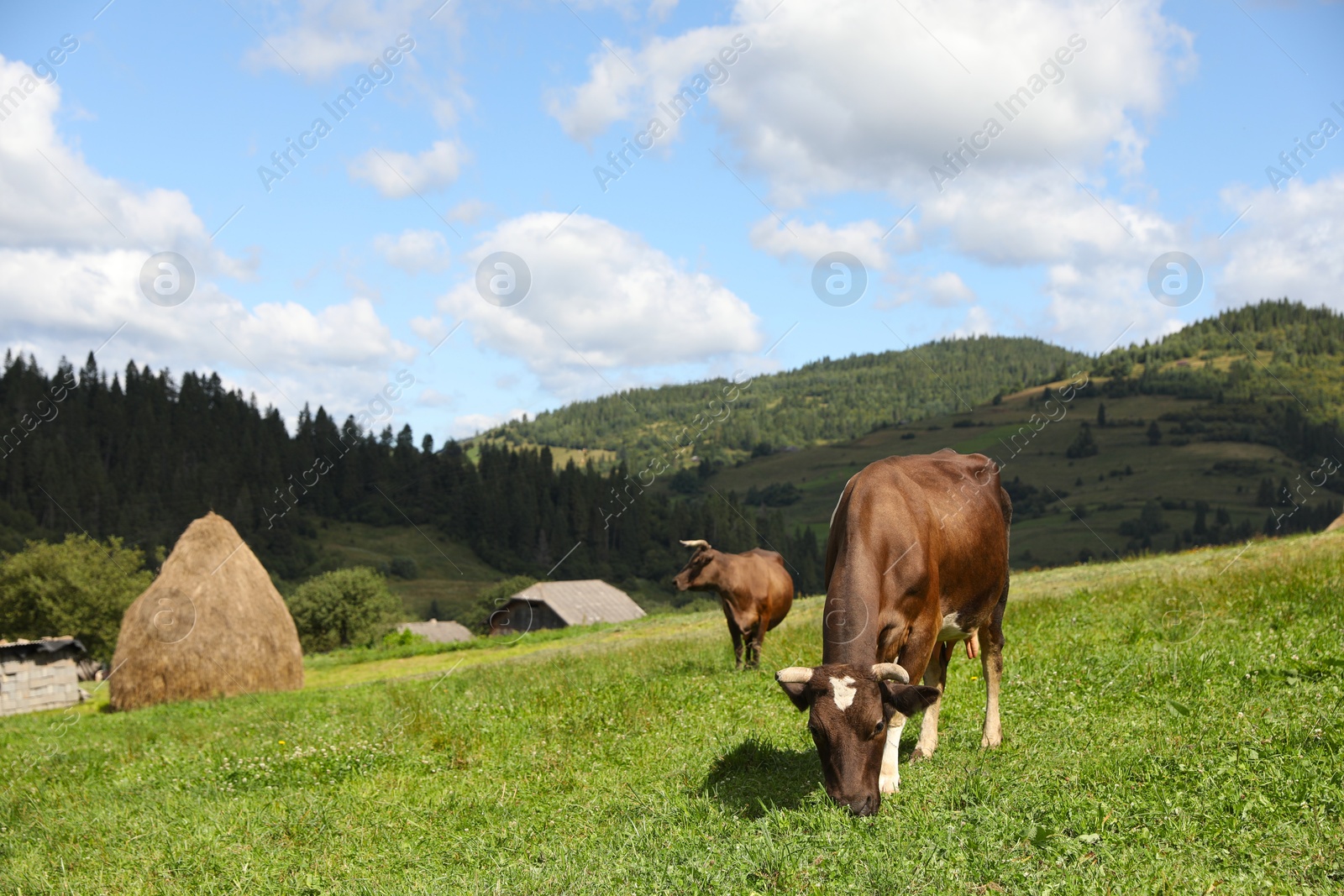 Photo of Beautiful cows grazing on green grass outdoors