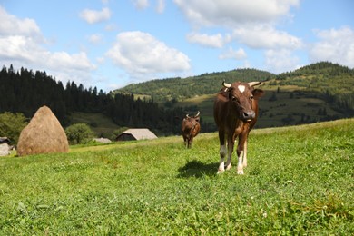 Photo of Beautiful cows grazing on green grass outdoors