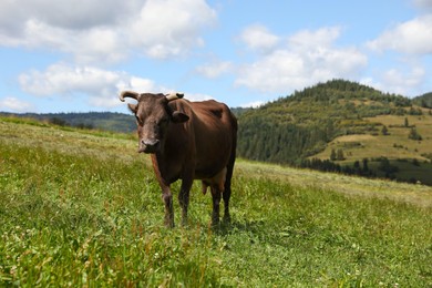 Photo of Beautiful cow grazing on green grass outdoors