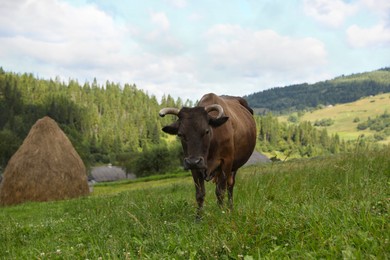 Photo of Beautiful cow grazing on green grass outdoors