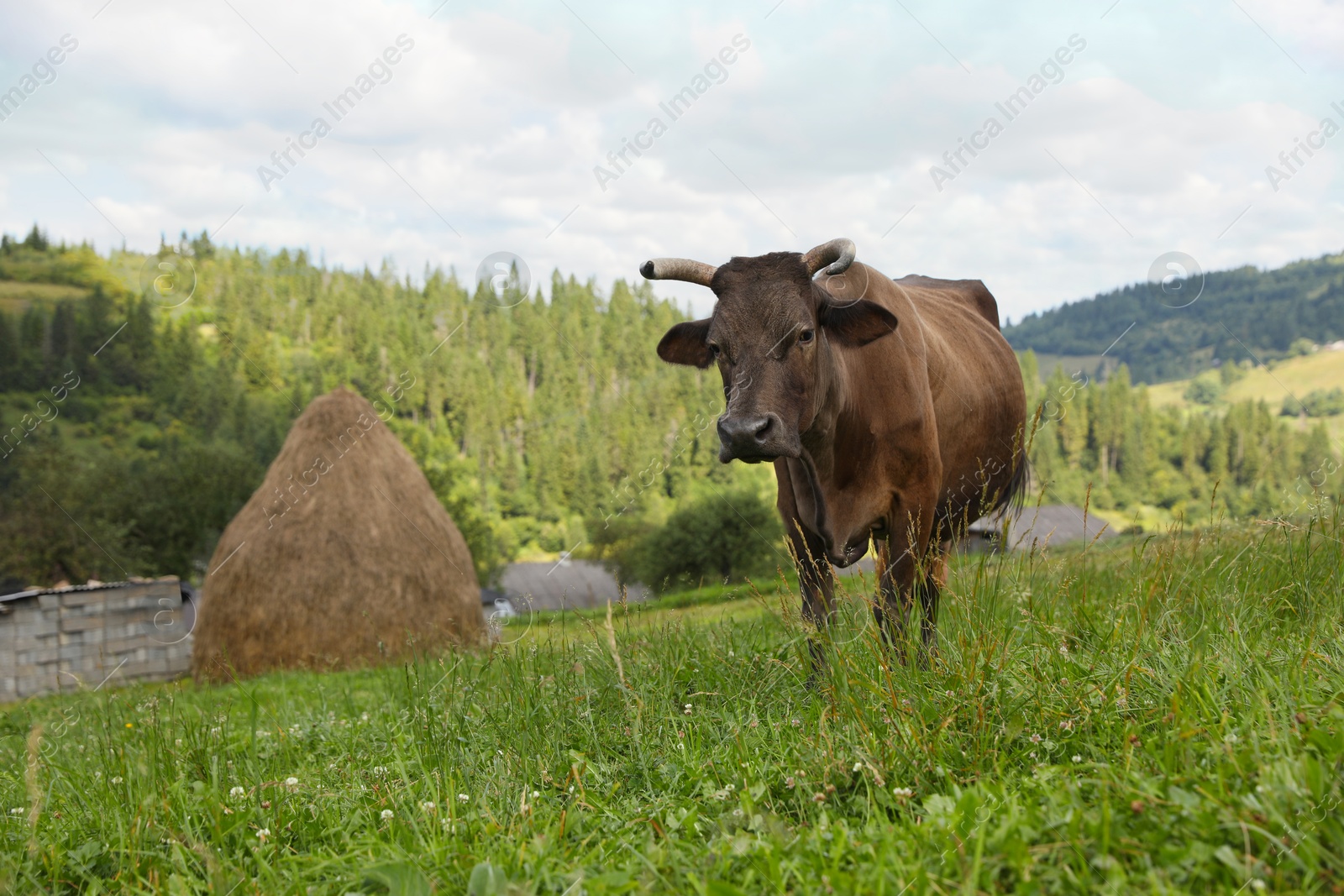 Photo of Beautiful cow grazing on green grass outdoors