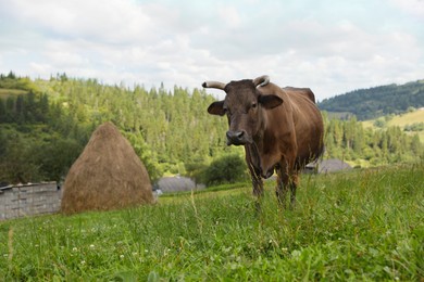 Beautiful cow grazing on green grass outdoors