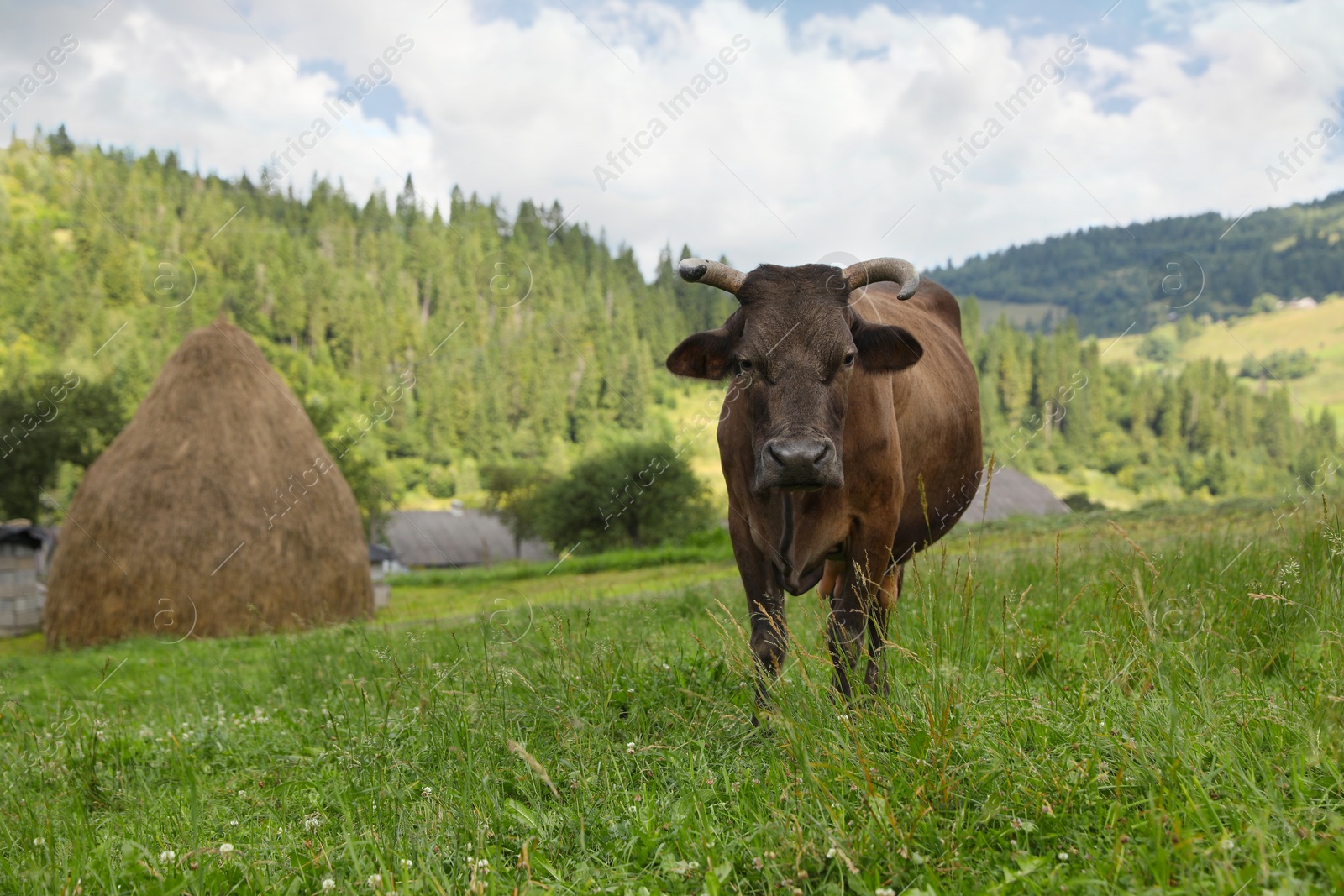 Photo of Beautiful cow grazing on green grass outdoors