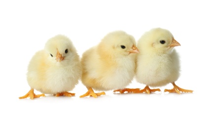 Photo of Cute fluffy baby chickens on white background. Farm animals