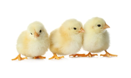 Cute fluffy baby chickens on white background. Farm animals