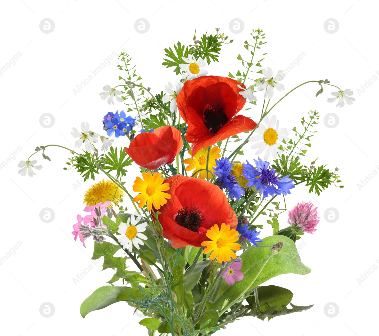 Image of Bouquet of beautiful meadow flowers isolated on white