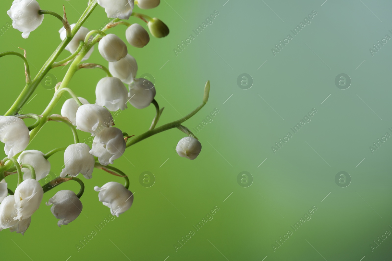 Photo of Beautiful lily of the valley flowers on blurred green background, closeup. Space for text